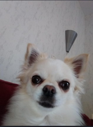 Megan T. — Chicago, IL